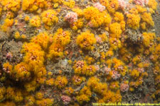 tubastrea coral